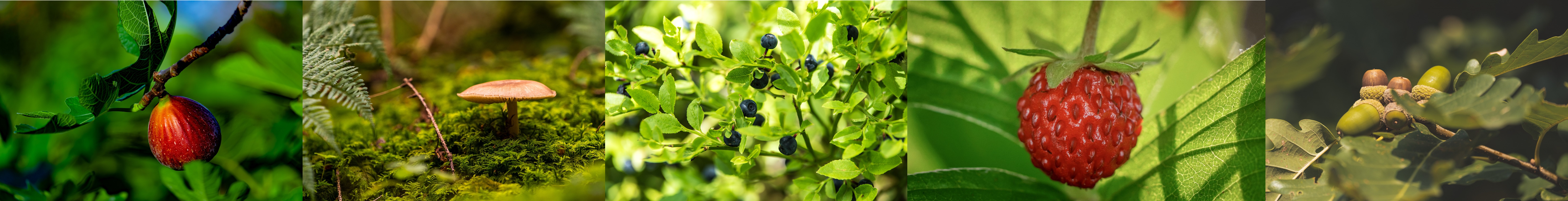 fruit from a food forest