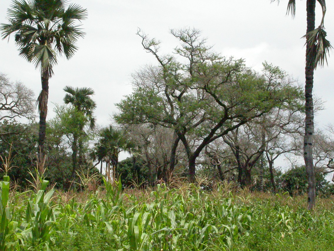 food forest design