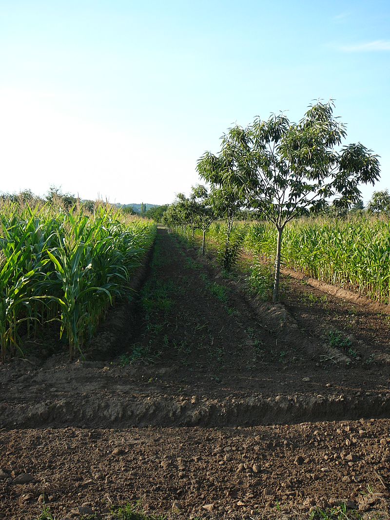 food forest farms