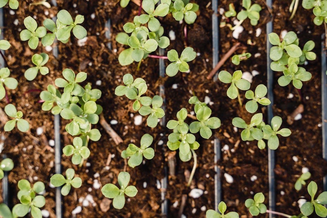 food forest nursery