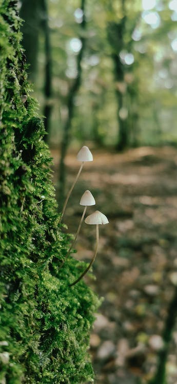 food forest system optimization