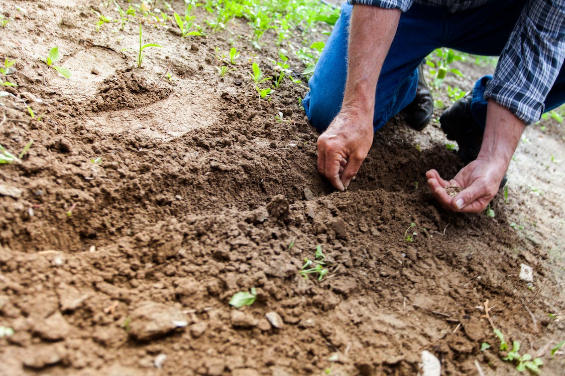 food forest workshops and courses