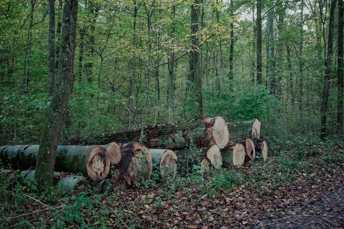 nordic food forest