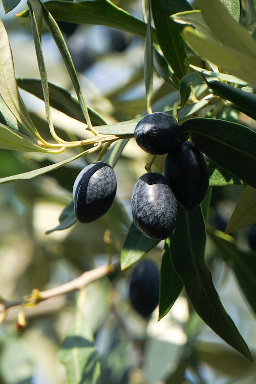 olive mediterranean food forest