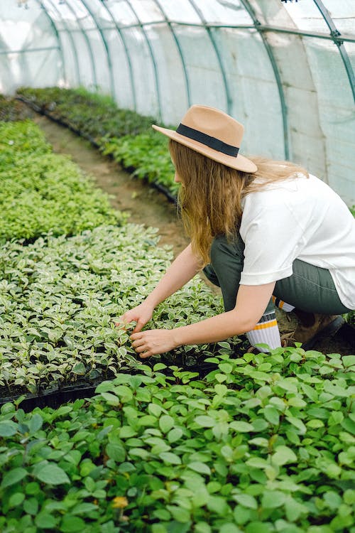 plants and seeds for food forest