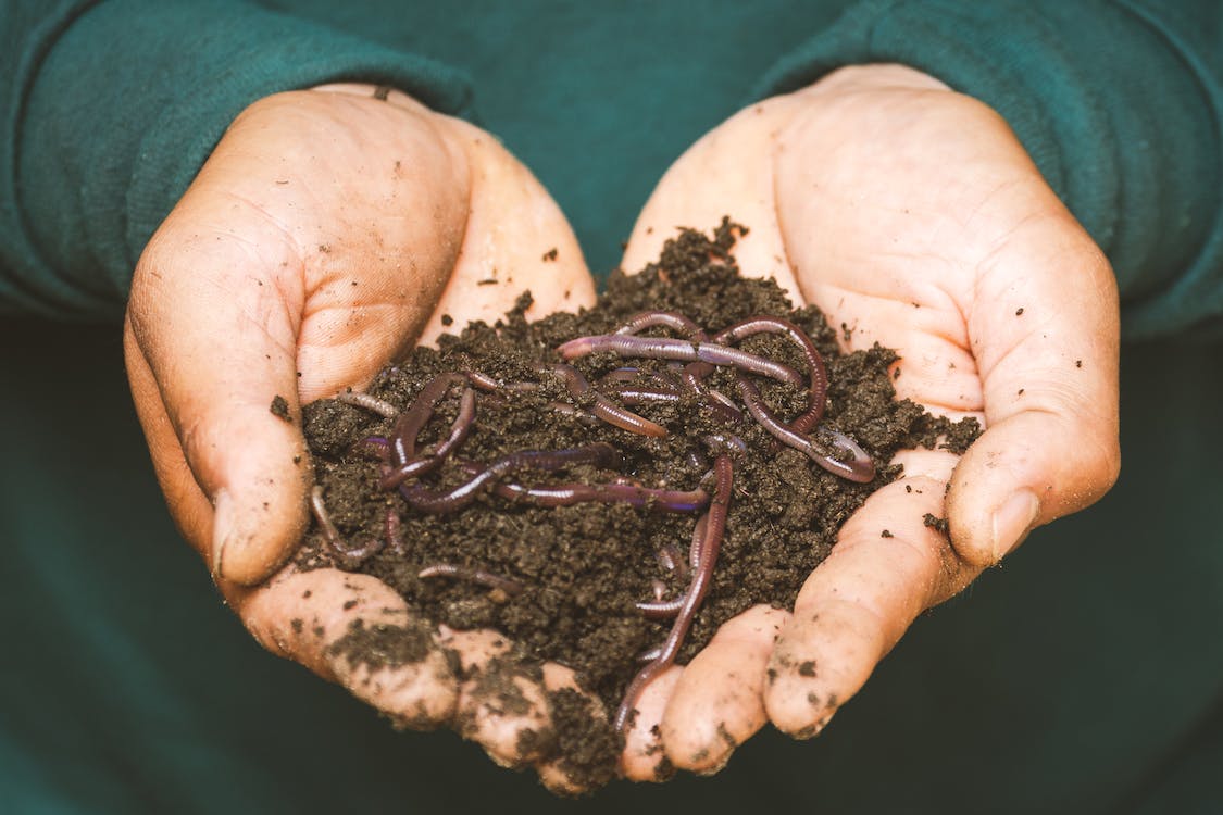 soil and soil enhancers for food forest